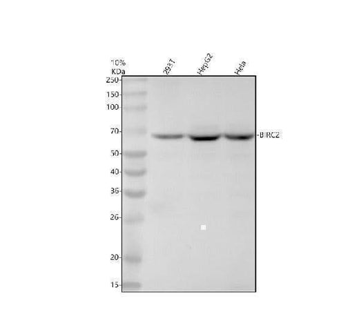 Anti-BIRC2 Monoclonal Antibody Boster Bio