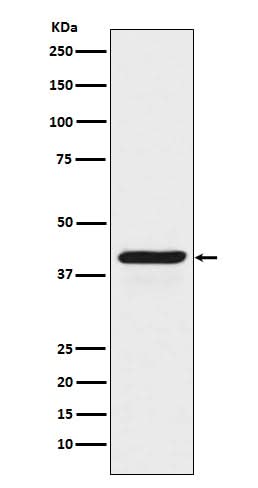Anti-INDO Rabbit Monoclonal Antibody Boster Bio