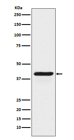 Anti-INDO Rabbit Monoclonal Antibody Boster Bio