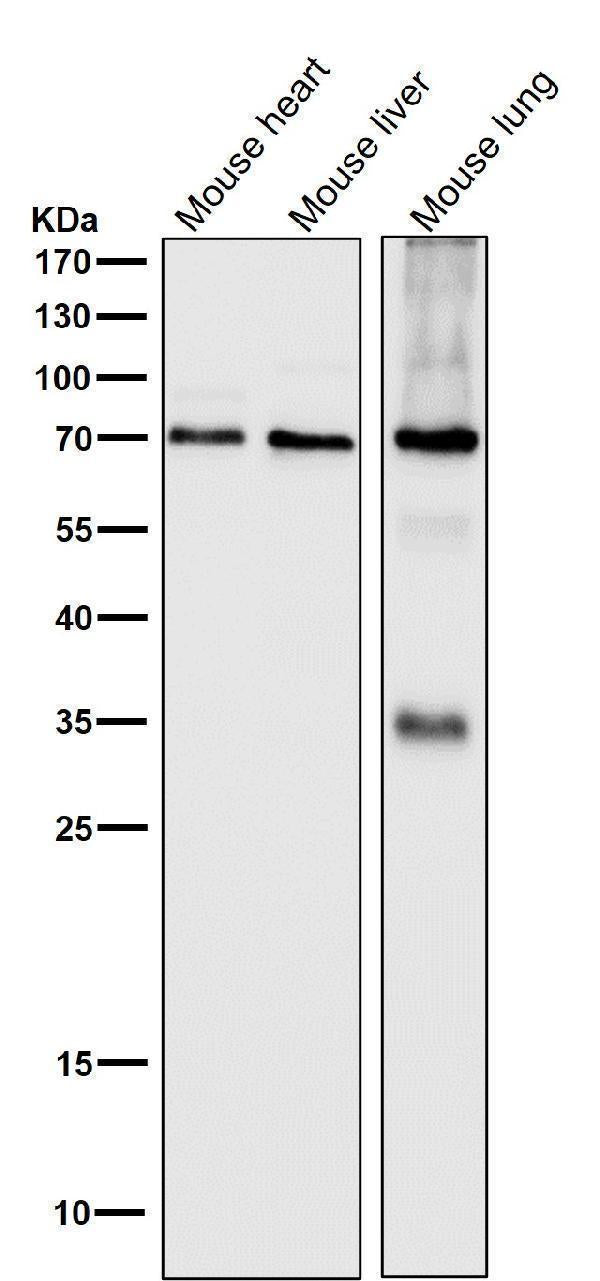 Anti-SAM68 Rabbit Monoclonal Antibody Boster Bio