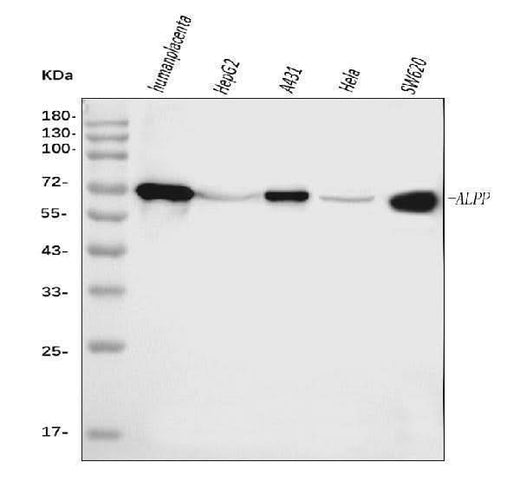 Anti-ALPP Antibody Picoband® (monoclonal, 6C7G3 Boster Bio