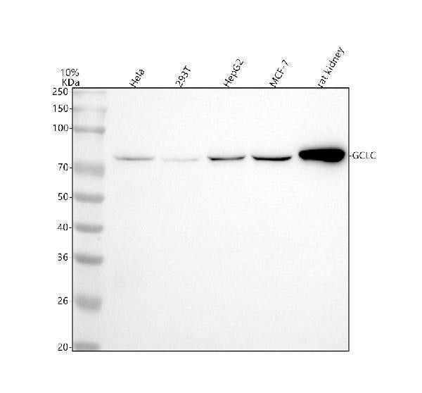Anti-GCLC Rabbit Monoclonal Antibody Boster Bio