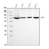Anti-Ku70 Antibody Picoband® (monoclonal, 9B6 Boster Bio