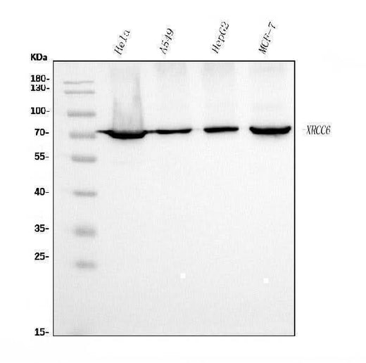 Anti-Ku70 Antibody Picoband® (monoclonal, 9B6 Boster Bio