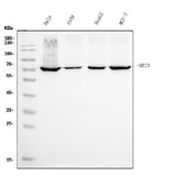 Anti-Ku70 Antibody Picoband® (monoclonal, 3D7 Boster Bio