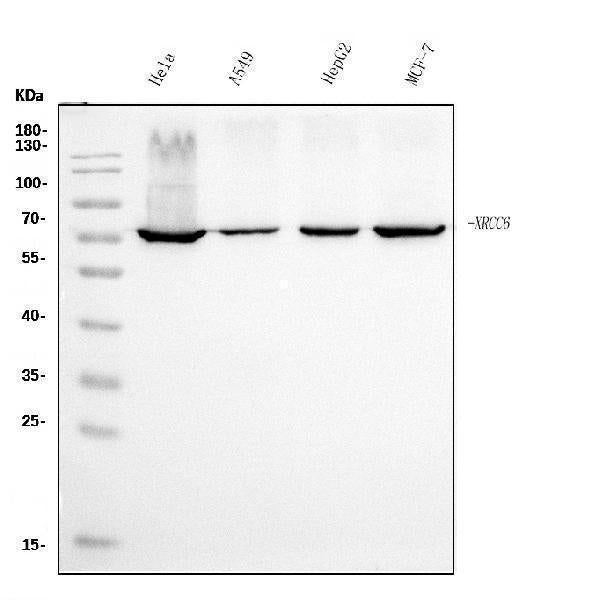 Anti-Ku70 Antibody Picoband® (monoclonal, 3D7 Boster Bio