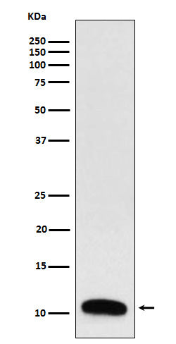 Anti-Trefoil Factor 3 Rabbit Monoclonal Antibody Boster Bio