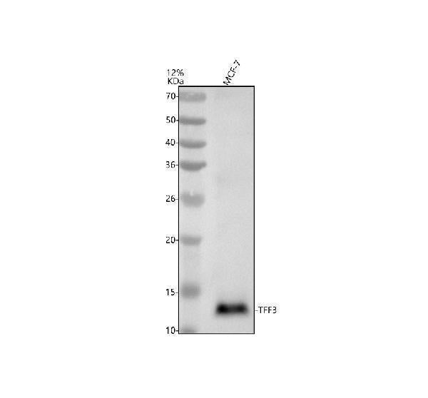 Anti-Trefoil Factor 3 Monoclonal Antibody Boster Bio