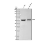 Anti-FMO3 Rabbit Monoclonal Antibody Boster Bio