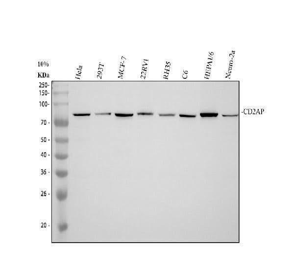 Anti-CD2AP Antibody Picoband® (monoclonal, 5F8 Boster Bio