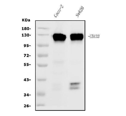Anti-PROM1/CD133 Antibody Picoband® (monoclonal, 7F13 Boster Bio