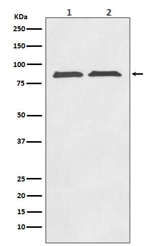 Anti-Axin2/Conductin Rabbit Monoclonal Antibody Boster Bio