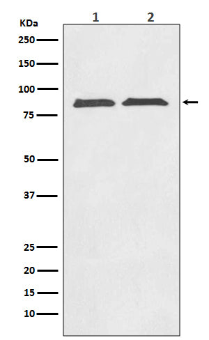 Anti-Axin2/Conductin Rabbit Monoclonal Antibody Boster Bio