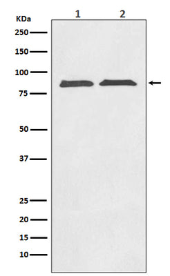 Anti-Axin2/Conductin Rabbit Monoclonal Antibody Boster Bio