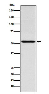 Anti-THRA Rabbit Monoclonal Antibody Boster Bio