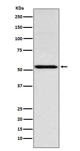 Anti-THRA Rabbit Monoclonal Antibody Boster Bio