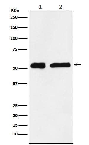 Anti-KPNA2 Monoclonal Antibody Boster Bio