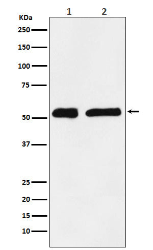 Anti-KPNA2 Monoclonal Antibody Boster Bio
