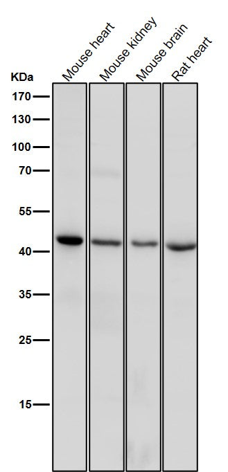 Anti-CD83 Rabbit Monoclonal Antibody Boster Bio