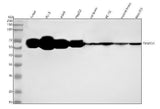 Anti-TXNRD1 Rabbit Monoclonal Antibody Boster Bio
