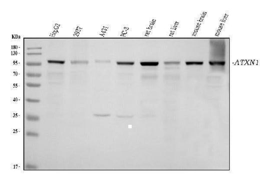 Anti-Ataxin 1 Antibody Picoband® (monoclonal, 2B13G8 Boster Bio