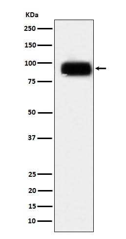 Anti-CD166 Monoclonal Antibody Boster Bio
