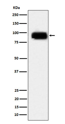 Anti-CD166 Monoclonal Antibody Boster Bio