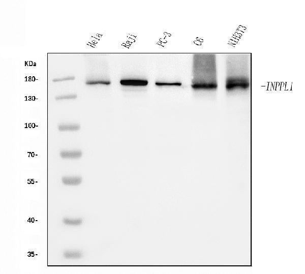 Anti-INPPL1 Antibody Picoband® (monoclonal, 8C13 Boster Bio