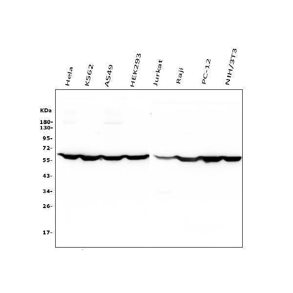 Anti-PTBP1 Antibody Picoband®(monoclonal, 3H12 Boster Bio