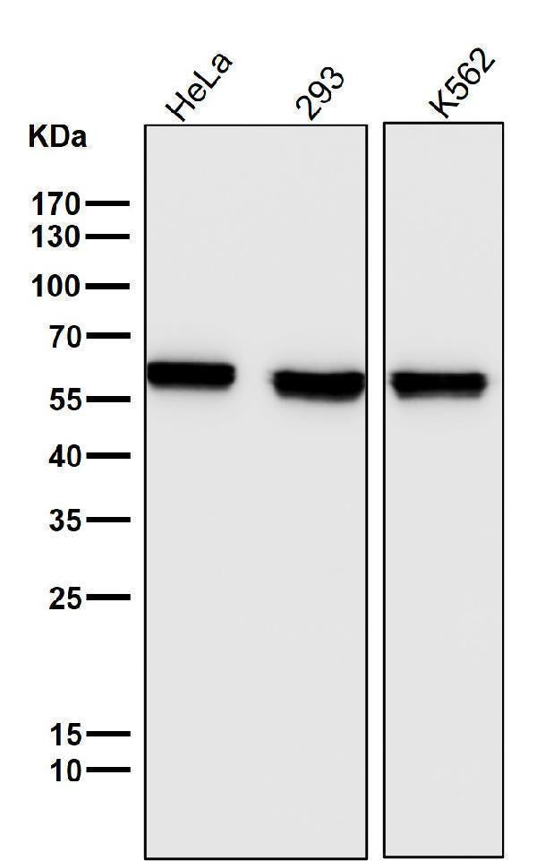 Anti-PTBP1 Monoclonal Antibody Boster Bio