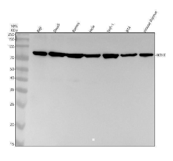 Anti-IKBKE Monoclonal Antibody Boster Bio