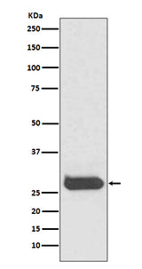 Anti-THY1/Cd90 Rabbit Monoclonal Antibody Boster Bio