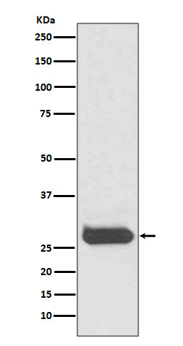 Anti-THY1/Cd90 Rabbit Monoclonal Antibody Boster Bio