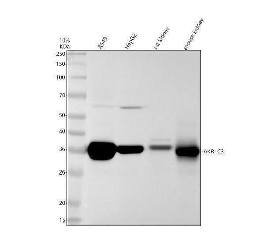 Anti-AKR1C3 Rabbit Monoclonal Antibody Boster Bio