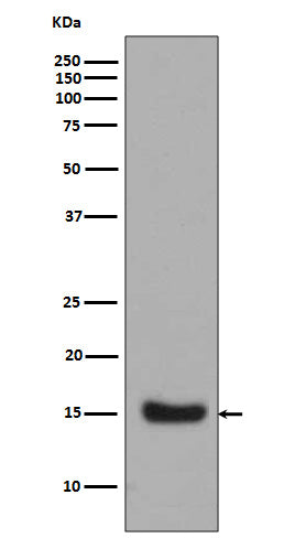 Anti-Midkine MDK Rabbit Monoclonal Antibody Boster Bio