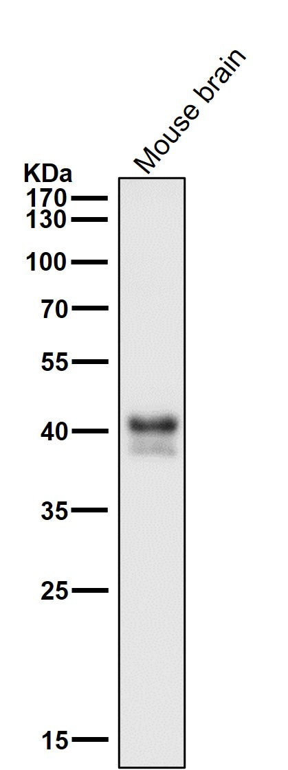 Anti-JunB Rabbit Monoclonal Antibody Boster Bio