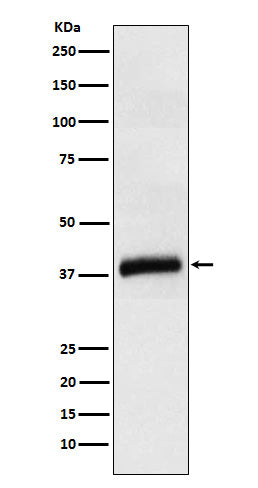 Anti-APOL1 Rabbit Monoclonal Antibody Boster Bio
