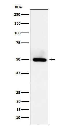 Anti-BMP15 Rabbit Monoclonal Antibody Boster Bio