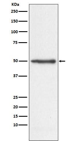 Anti-Nogo Monoclonal Antibody Boster Bio