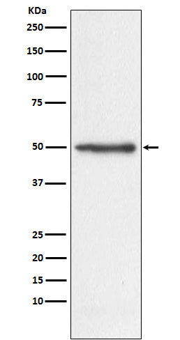 Anti-Nogo Monoclonal Antibody Boster Bio