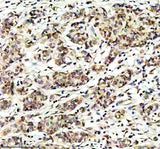 Anti-JAB1 Monoclonal Antibody Boster Bio