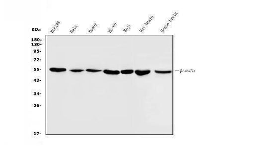 Anti-Beta Tubulin Antibody Picoband®(monoclonal, 5E4 Boster Bio
