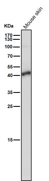 Anti-TMEM173 Monoclonal Antibody Boster Bio