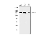 Anti-SMARCA2/BRM Antibody Picoband® (monoclonal, 3G3 Boster Bio