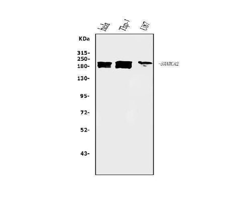 Anti-SMARCA2/BRM Antibody Picoband® (monoclonal, 3G3 Boster Bio