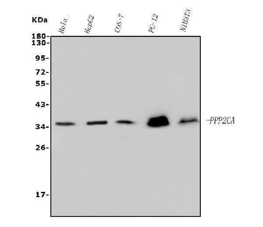 Anti-PP2A-alpha/PPP2CA Antibody Picoband® (monoclonal, 3B6 Boster Bio