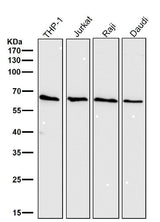 Anti-Cdc25B Rabbit Monoclonal Antibody Boster Bio