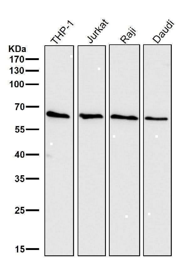 Anti-Cdc25B Rabbit Monoclonal Antibody Boster Bio