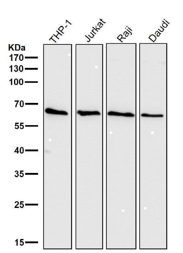 Anti-Cdc25B Rabbit Monoclonal Antibody Boster Bio