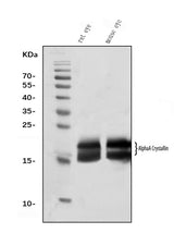 Anti-Alpha A Crystallin Antibody Picoband® (monoclonal, 10B9 Boster Bio